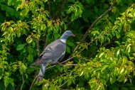 Common wood pigeon (Columba p...