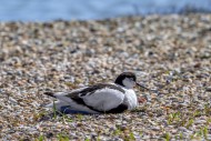 Nesting pied avocet (Recurvir...