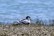 Nesting pied avocet (Recurvir...