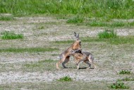 European brown hares (Lepus e...