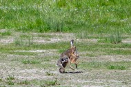 European brown hares (Lepus e...