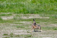 European brown hares (Lepus e...