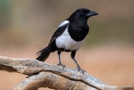 Eurasian magpie / common magp...