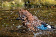 Eurasian jay / European jay (...