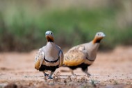 Two black-bellied sandgrouse ...