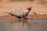 Black-bellied sandgrouse (Pte...