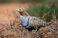 Black-bellied sandgrouse (Pte...