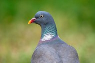 Common wood pigeon (Columba p...