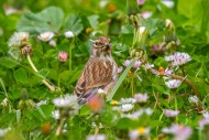 Common linnet (Linaria cannab...