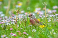 Common linnet (Linaria cannab...