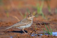 Crested lark (Galerida crista...