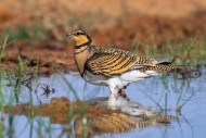 Pin-tailed sandgrouse (Pteroc...