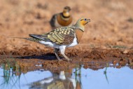 Pin-tailed sandgrouse (Pteroc...