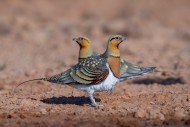Pin-tailed sandgrouse (Pteroc...