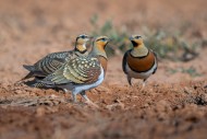 Pin-tailed sandgrouse (Pteroc...