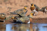 Pin-tailed sandgrouse (Pteroc...