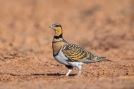 Pin-tailed sandgrouse (Pteroc...