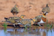 Pin-tailed sandgrouse (Pteroc...