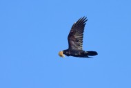 Common raven / northern raven...