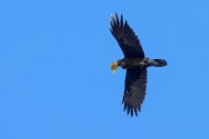 Common raven / northern raven...