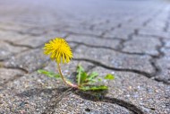 Common dandelion (Taraxacum o...