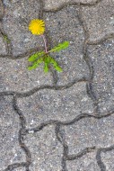 Common dandelion (Taraxacum o...