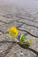 Common dandelion (Taraxacum o...