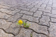 Common dandelion (Taraxacum o...