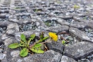 Common dandelion (Taraxacum o...