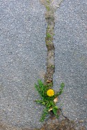 Common dandelion (Taraxacum o...