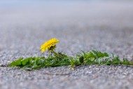 Common dandelion (Taraxacum o...