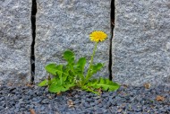 Common dandelion (Taraxacum o...