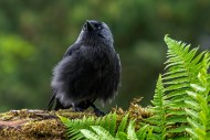 Western jackdaw / European ja...