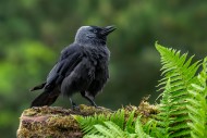 Western jackdaw / European ja...