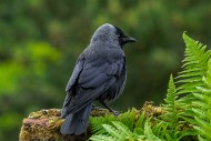 Western jackdaw / European ja...