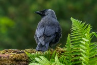 Western jackdaw / European ja...