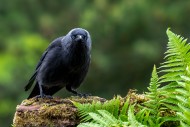 Western jackdaw / European ja...