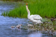 Mute swan (Cygnus olor) adult...