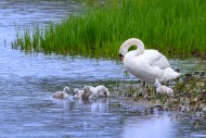 Mute swan (Cygnus olor) cygne...