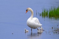 Mute swan (Cygnus olor) adult...