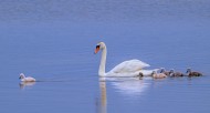Mute swan (Cygnus olor) adult...