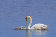Mute swan (Cygnus olor) adult...
