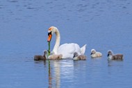 Mute swan (Cygnus olor) adult...