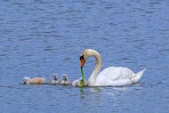 Mute swan (Cygnus olor) adult...