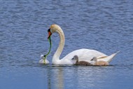 Mute swan (Cygnus olor) adult...