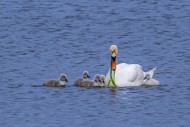 Mute swan (Cygnus olor) adult...