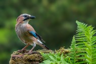 Eurasian jay / European jay (...