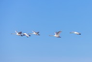Migrating group of adult mute...