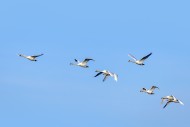 Migrating group of adult mute...