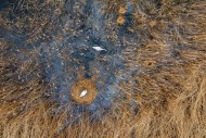 Aerial view over mute swan (C...
